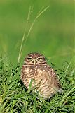 Burrowing Owl